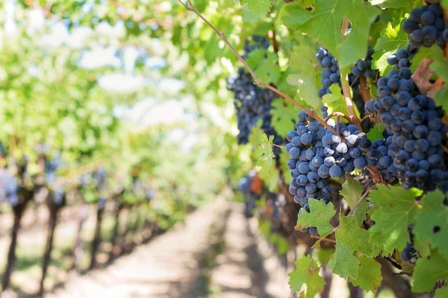 Private Full-Day Winelands Tour in Stellenbosch - Why this private Winelands day works