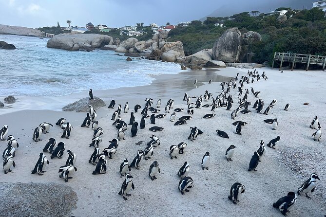 Private Guided Tour to Table Mountain and Cape Point with Penguin - Noordhoek Farm Village and a flexible break