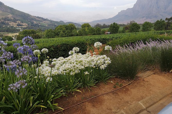 Private Half DayTour:Cape Winelands, Stellenbosch from Cape Town - Is $117.17 per person good value?
