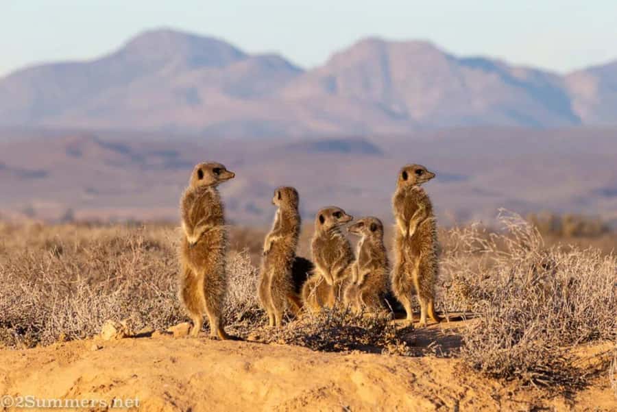 Private Oudtshoorn Full Day Tour - Who should book this Oudtshoorn tour?