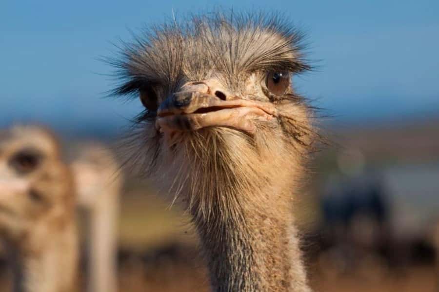 Private Oudtshoorn Full Day Tour - Should you book it?