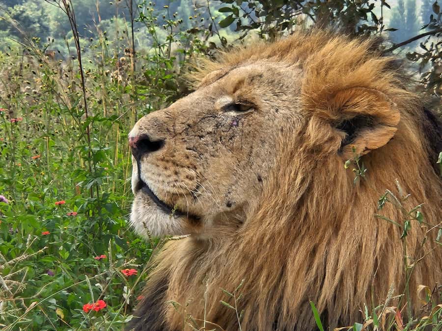 Private Rhino and Lion Park, Cradle Caves or Maropeng Museum - FAQ