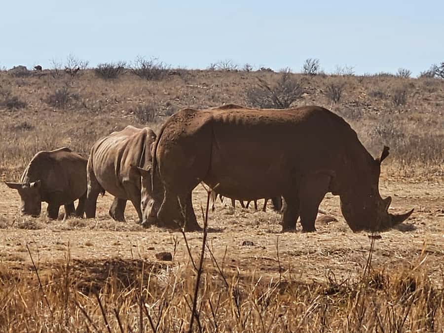 Private Rhino and Lion Park, Cradle Caves or Maropeng Museum - A safari and fossil day from Johannesburg