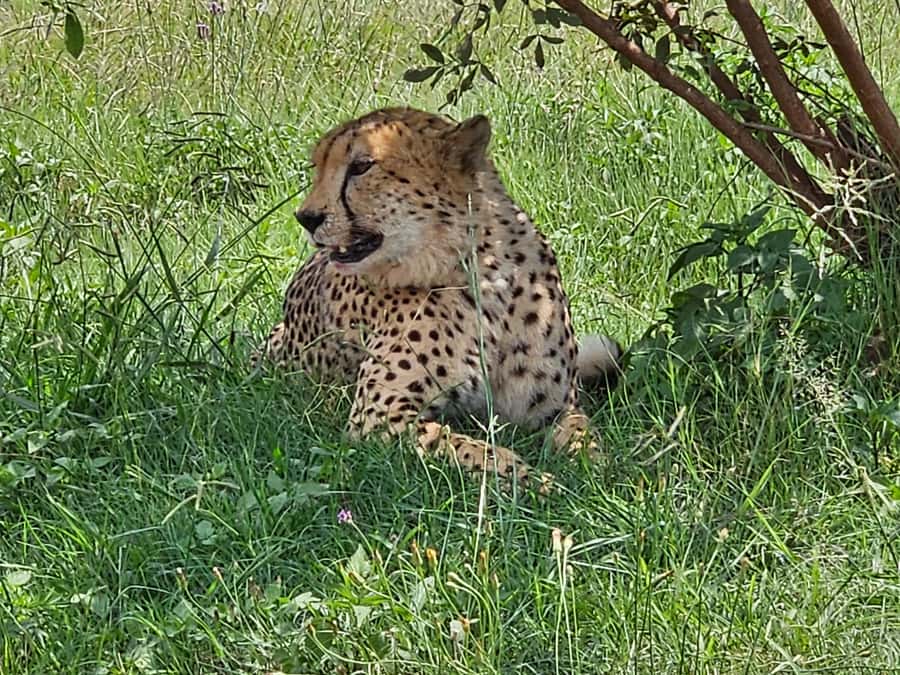 Private Rhino and Lion Park, Cradle Caves or Maropeng Museum - Is this tour worth booking?