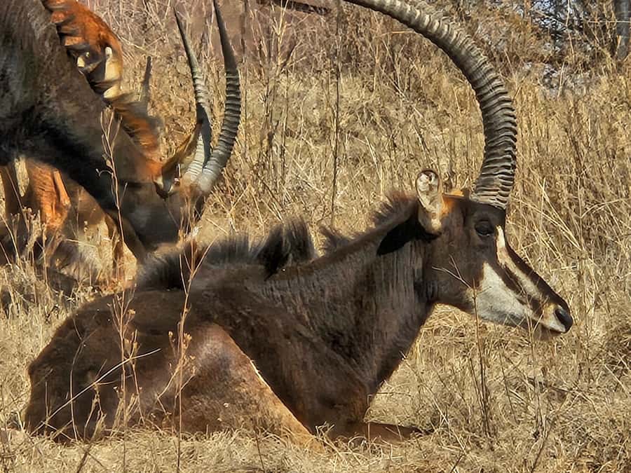 Private Safari. Cradle Humankind Caves or Maropeng Museum - Should you book this private Gauteng day?