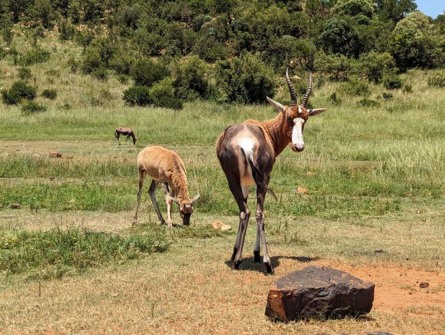 Private Safari. Cradle Humankind Caves or Maropeng Museum - Why this safari and fossil visit work well together