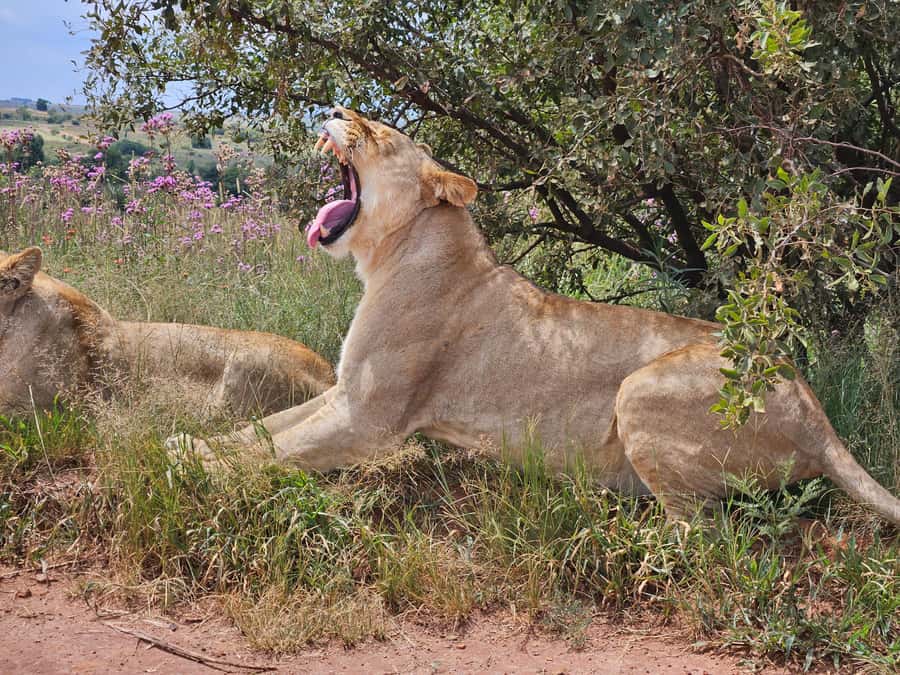 Private Safari. Cradle Humankind Caves or Maropeng Museum - The private self-drive safari at Safari and Lion Park