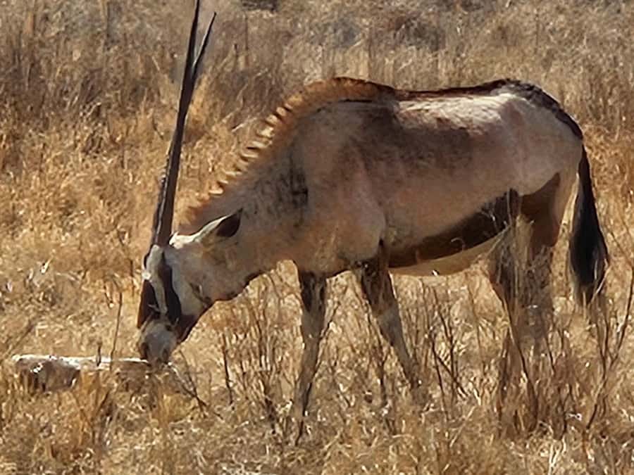 Private Safari. Cradle Humankind Caves or Maropeng Museum - The 30-minute transfer to Maropeng