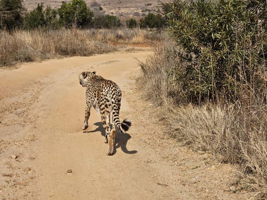 Private Safari. Cradle Humankind Caves or Maropeng Museum - Maropeng Museum and the Cradle of Humankind
