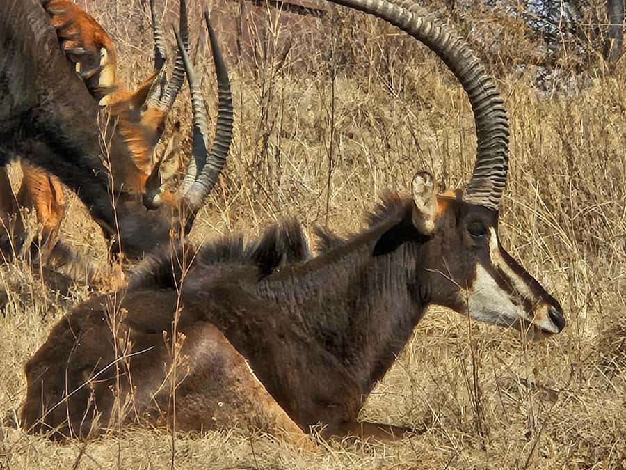 Private Safari. Cradle Humankind Caves or Maropeng Museum - What Shane adds to the day
