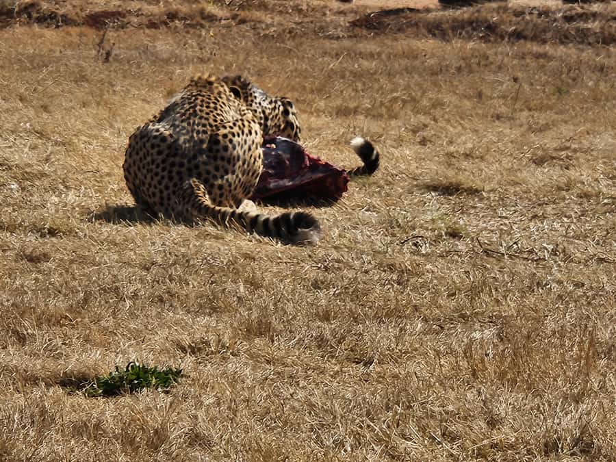 Private Safari. Cradle Humankind Caves or Maropeng Museum - Pickup, the drive, and meeting Shane