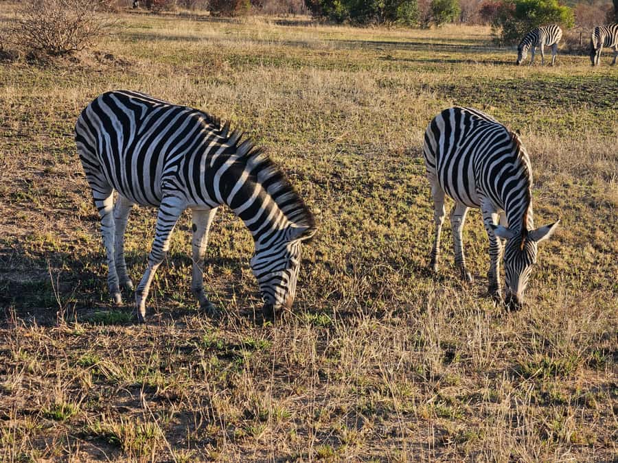 Private Safari Tour: Pilansberg National Park Big 5 - Who should book this safari