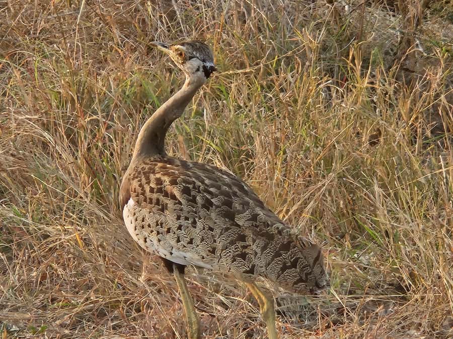 Private Safari Tour: Pilansberg National Park Big 5 - Why Pilanesberg works for a one-day safari