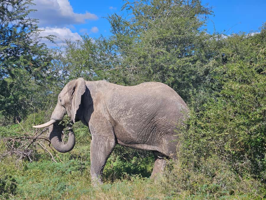 Private Safari Tour: Pilansberg National Park Big 5 - Six hours of patient wildlife watching