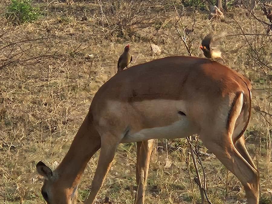 Private Safari Tour: Pilansberg National Park Big 5 - The Big Five, and the luck involved