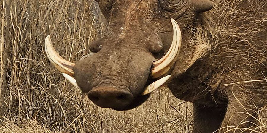 Private Safari Tour: Pilansberg National Park Big 5 - Shane’s guiding style and the value of a small group