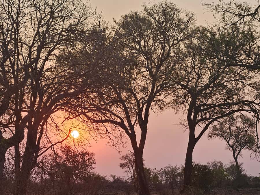 Private Safari Tour: Pilansberg National Park Big 5 - Returning to Johannesburg after the bush