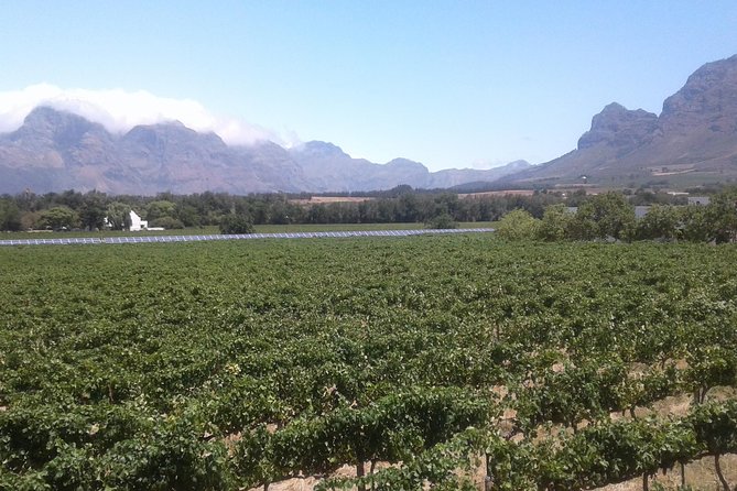 Private Stellenbosch, Franschhoek Paarl Wine Tour from Cape Town - Starting among Stellenbosch’s university avenues