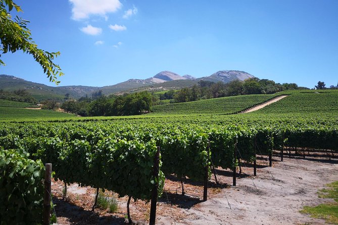 Private Stellenbosch, Franschhoek Paarl Wine Tour from Cape Town - Wine estates and the value of three tastings
