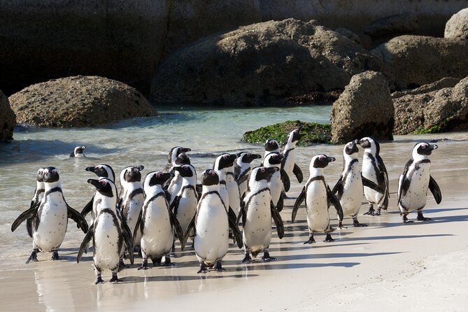 Private Table Mountain Penguins & Cape Point Tour from Cape Town - A full Cape Town day built around two great peninsulas