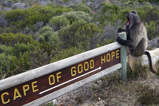 Private Table Mountain Penguins & Cape Point Tour from Cape Town - Hout Bay and the optional trip to Seal Island
