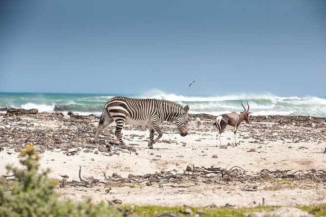 Private Table Mountain Penguins & Cape Point Tour from Cape Town - Boulders Beach and the African penguins