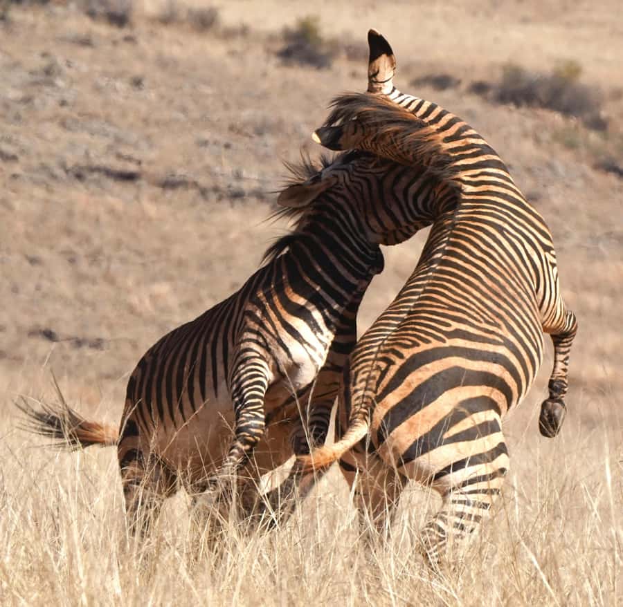Private Tour: Big 5 Safari, Experience the wild animals - Key things to know before booking