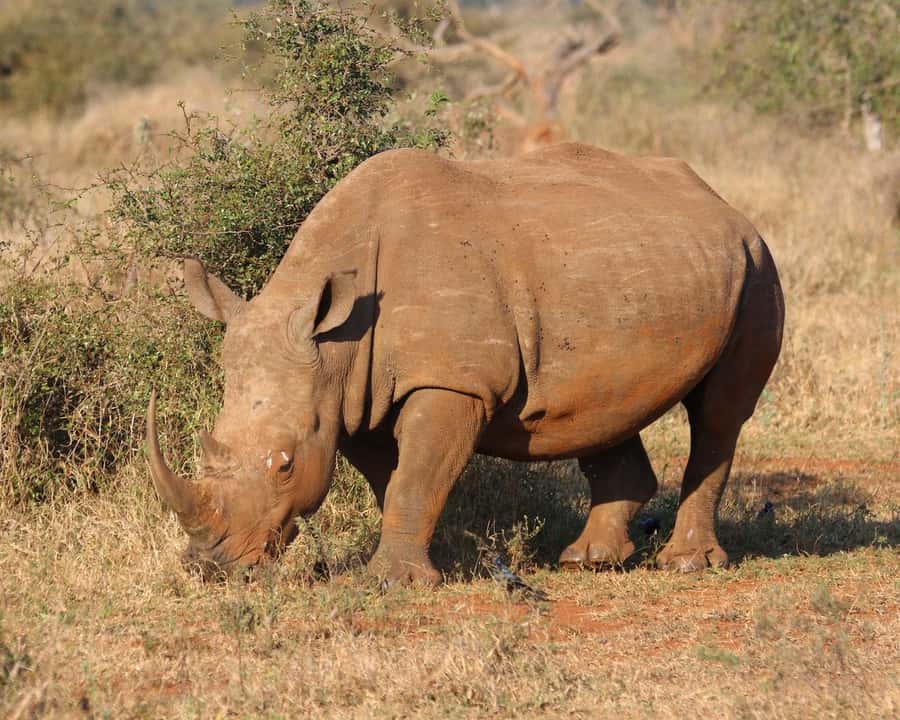 Private Tour: Big 5 Safari, Experience the wild animals - Two and a half hours in an open safari vehicle