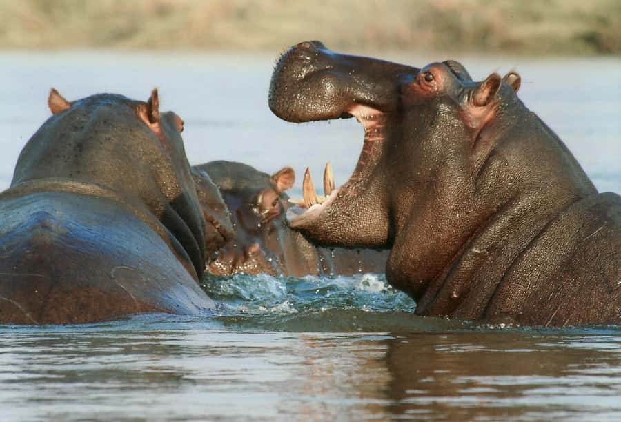Private Tour: Big 5 Safari, Experience the wild animals - Lunch, leisure time, and the rhythm of the day