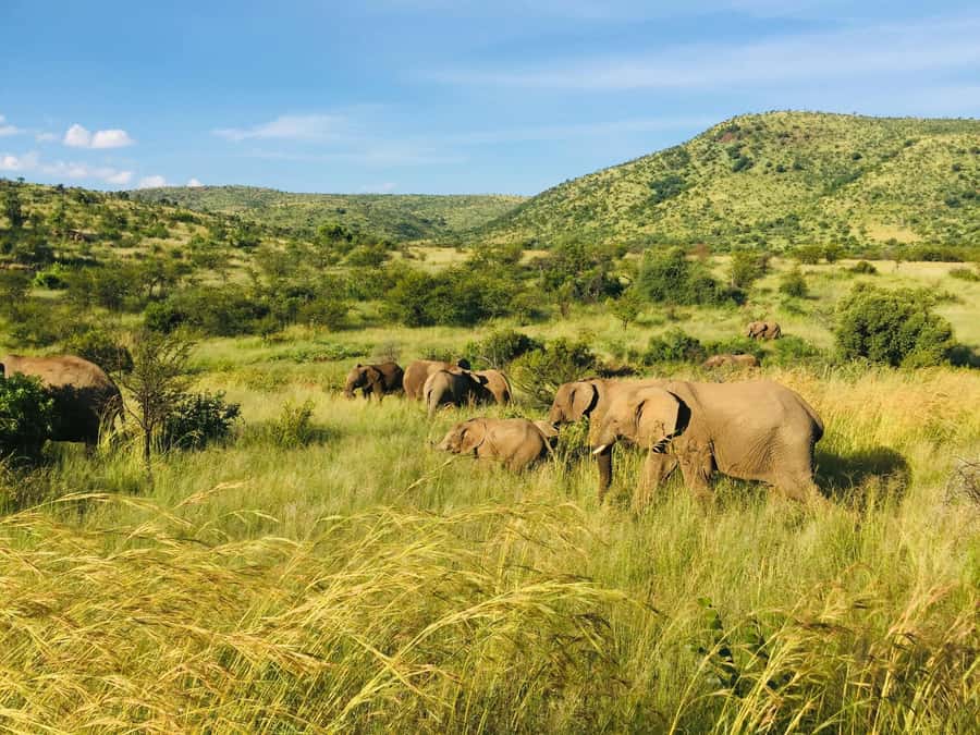 Private Tour: Big 5 Safari, Experience the wild animals - The Drakenstein Prison photo stop
