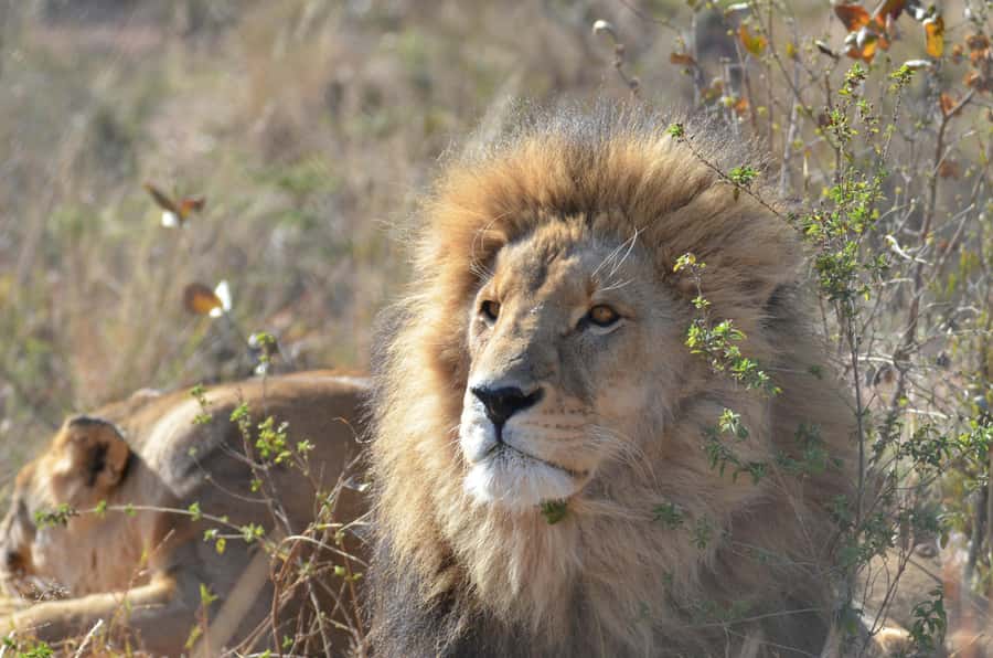 Private Tour: Big 5 Safari, Experience the wild animals - What the $345 price means