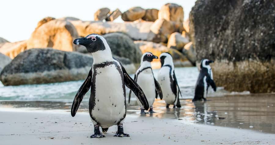 Private Tour:Cape of Good Hop>Chapman’s >Penguin>Seal island - Key points at a glance