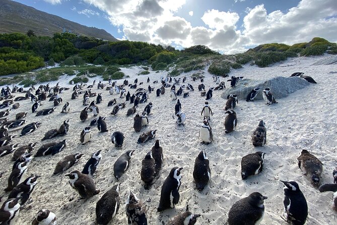 Private Tour: Cape of Good Hope, Cape point and Boulders Beach - Chapman’s Peak Drive delivers the road views