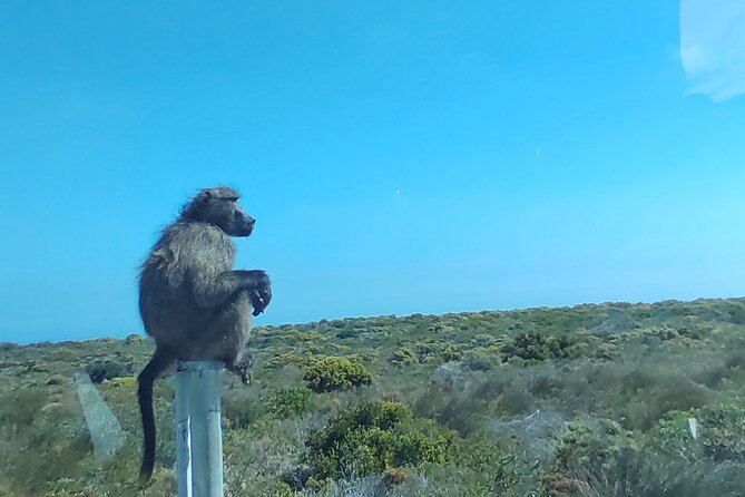 Private Tour : Cape of Good Hope,Penguin Colony& Muizenberg Beach - Bo-Kaap gives the day a cultural opening