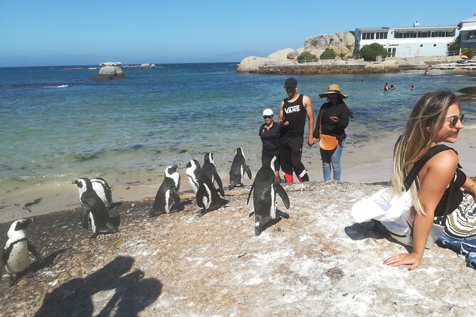 Private Tour : Cape of Good Hope,Penguin Colony& Muizenberg Beach - Hout Bay adds working-harbor character