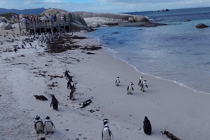 Private Tour : Cape of Good Hope,Penguin Colony& Muizenberg Beach - Feeding ostriches adds a playful detour