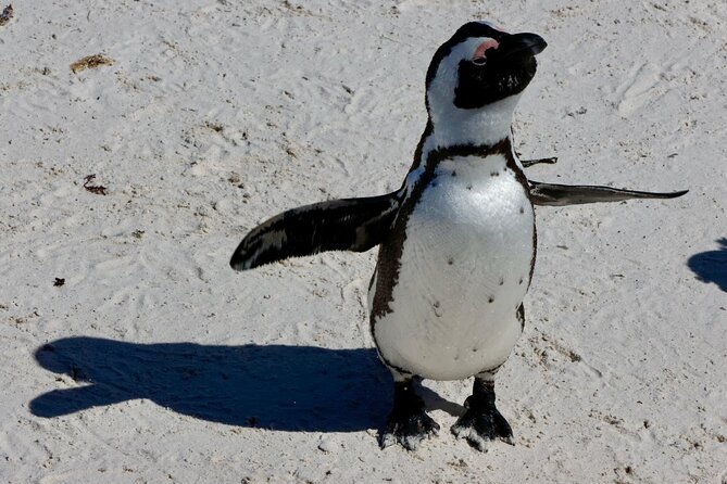 Private Tour : Cape of Good Hope,Penguin Colony& Muizenberg Beach - Cape of Good Hope puts you at the rugged edge