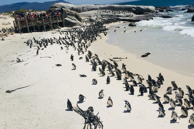 Private Tour Cape of Good Hope & Penguins Sightseeing Full day - Bo-Kaap starts the day with color and character