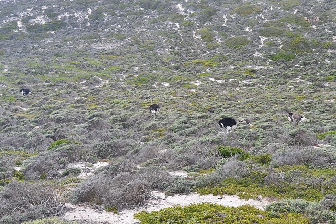 Private Tour Cape of Good Hope & Penguins Sightseeing Full day - Camps Bay and Maidens Cove bring the big coastal views