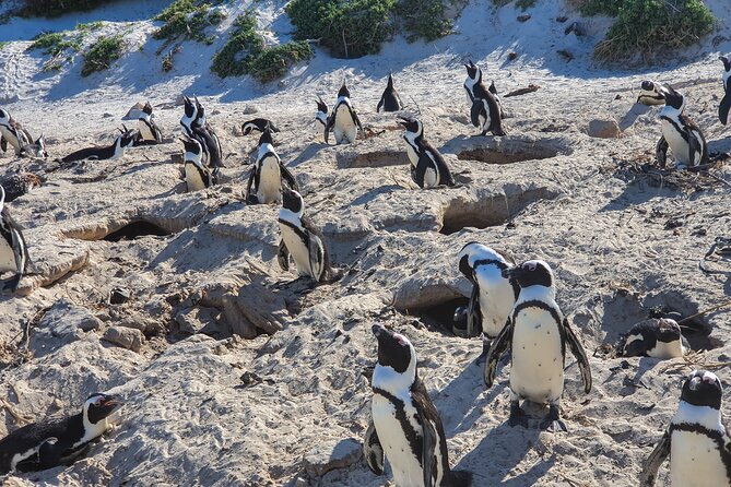 Private Tour Cape of Good Hope & Penguins Sightseeing Full day - The Cape of Good Hope explains the routes old importance