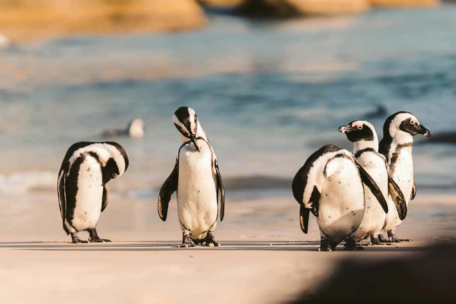 Private Tour: Cape Point, Penguins, Chapmans Peak & more... - Why this private Cape Town day works