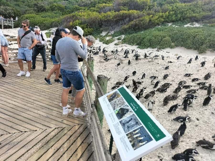 Private Tour: Cape Point, Penguins, Chapmans Peak & more... - Cape Point and the Cape of Good Hope