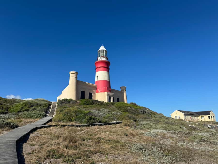 Private Tour: Cape Town to Cape Agulhas where 2 Oceans Meet - African penguins at Stony Point