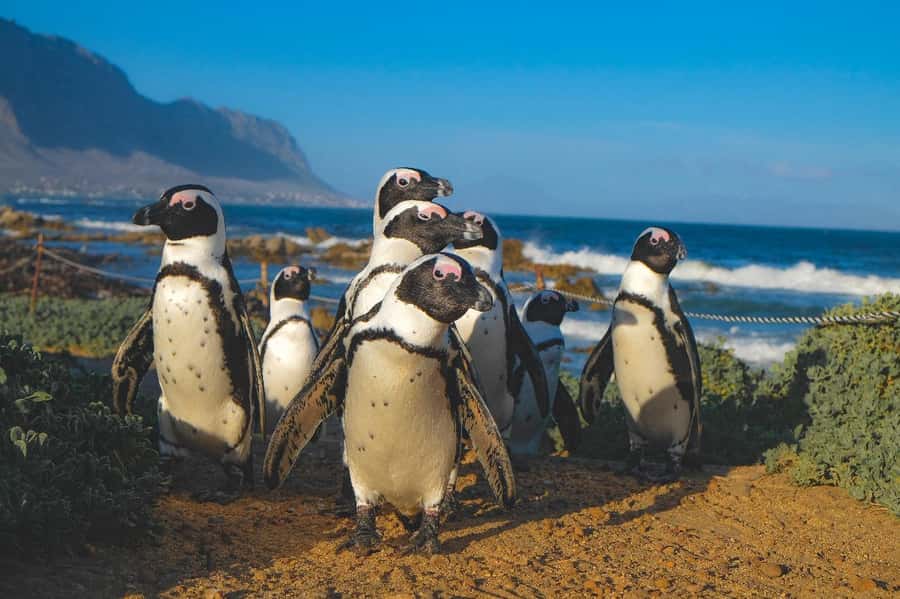 Private Tour: Cape Town to Cape Agulhas where 2 Oceans Meet - The road from Cape Town to Gordon’s Bay