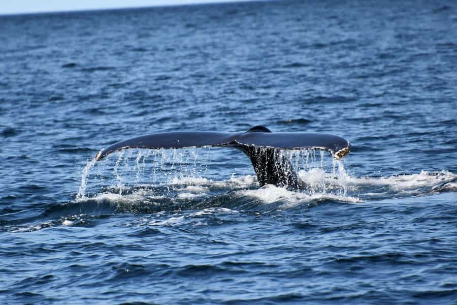 Private Tour: Hermanus- Boat Based Whale Watching Experience - A full day from Cape Town to Hermanus