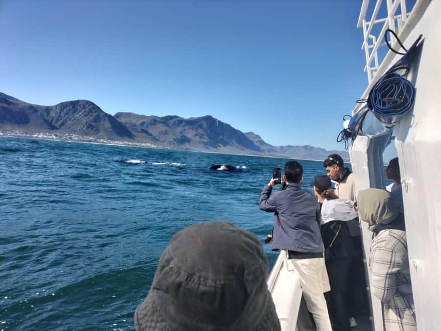 Private Tour: Hermanus- Boat Based Whale Watching Experience - Stony Point penguins at Betty’s Bay