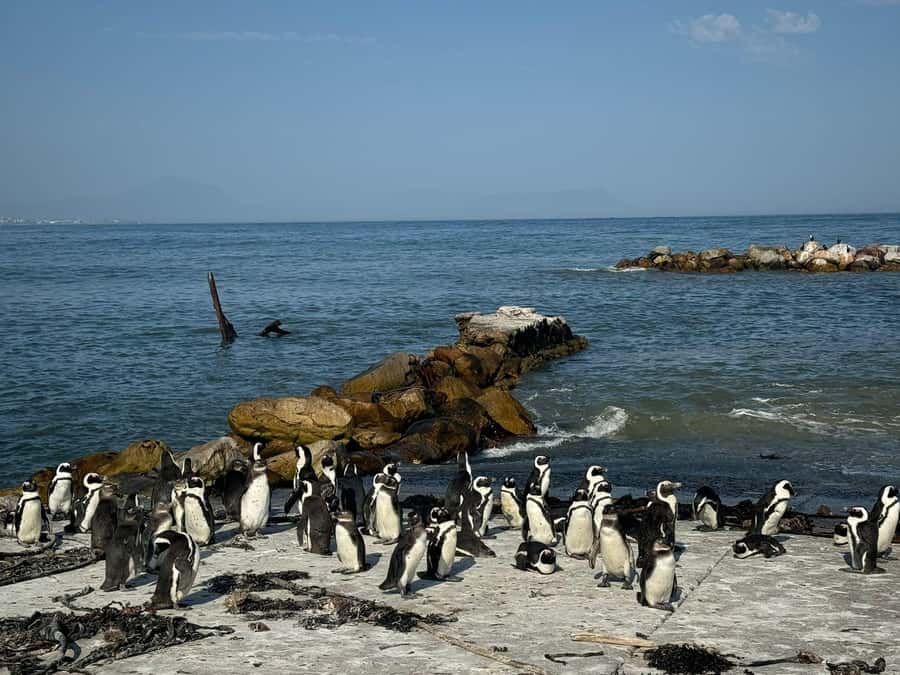 Private Tour: Hermanus- Boat Based Whale Watching Experience - Hermanus and the shared whale-watching boat