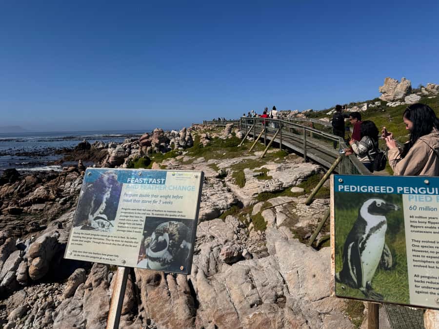 Private Tour: Hermanus- Boat Based Whale Watching Experience - The return along False Bay