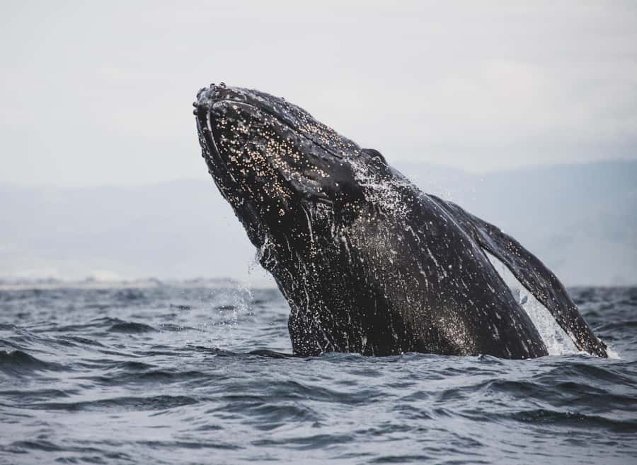 Private Tour: Hermanus- Boat Based Whale Watching Experience - Who will enjoy this day most