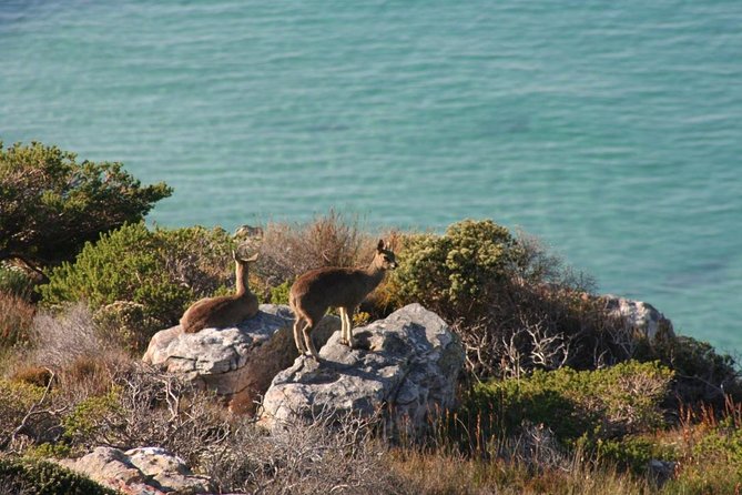 Private Tour Of Penguins, Cape Of Good Hope & Peninsula. - Cape Point and the Cape of Good Hope need priority